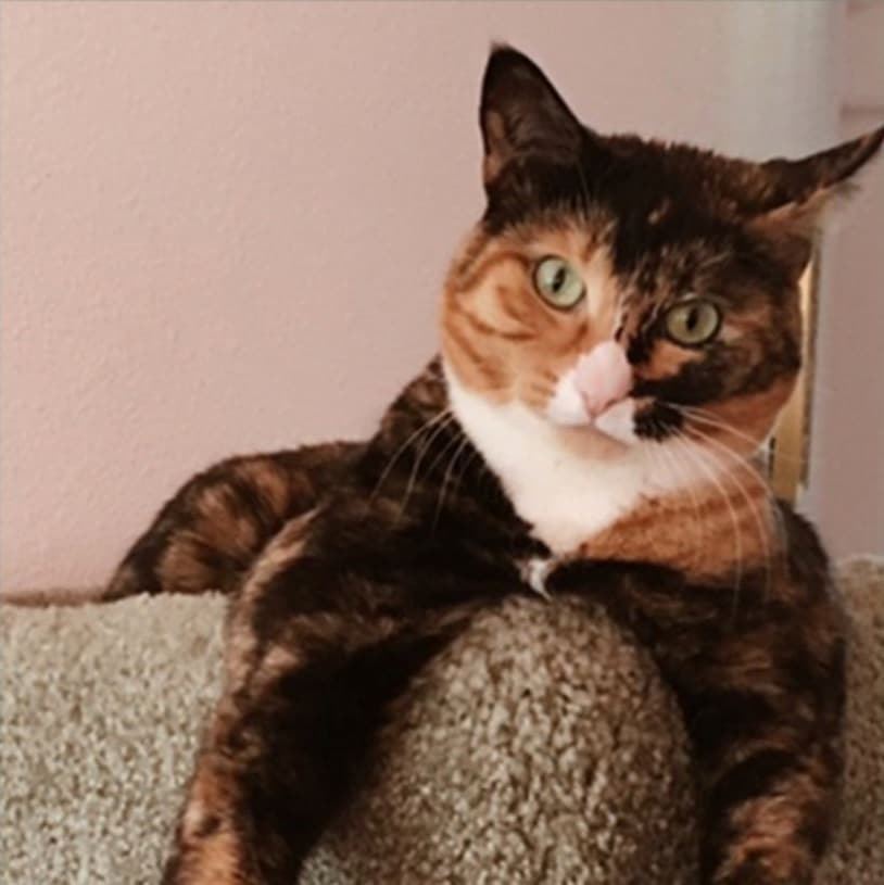 Bestfriend Nutrition Natural Pet Food in Sequim, WA For Dogs And Cats