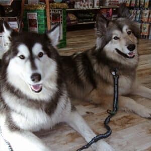 Happy dogs at pet food store.