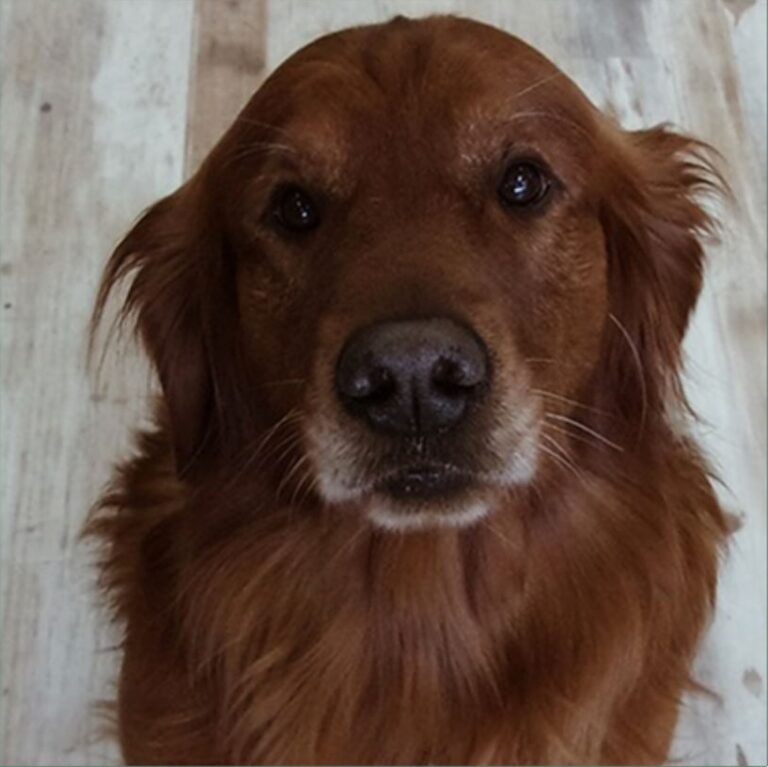 Bestfriend Nutrition Natural Pet Food in Sequim, WA For Dogs And Cats